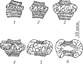 Образование пуфа, или кольца Бальбиани, в политенной хромосоме на последовательных стадиях развития (1-6) личинки хирономуса.