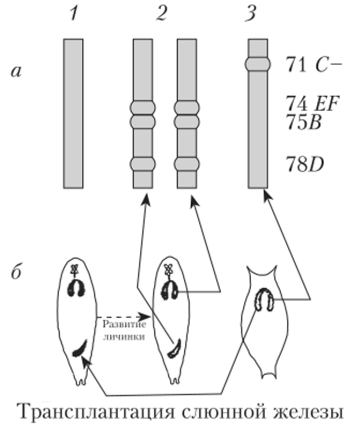 Изменение характера пуфирования в хромосоме D. melanogaster в результате пересадок слюнных желез более молодым личинкам.