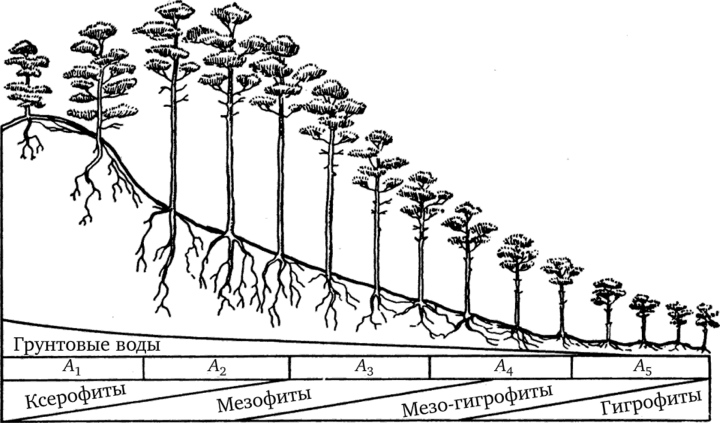 Схема экологического ряда сосняков на склоне песчаного всхолмления до болота [41].