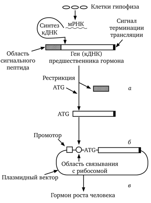 Схема получения гормона роста человека (по А. С. Коничеву и Г. А. Севастьяновой, 2003).