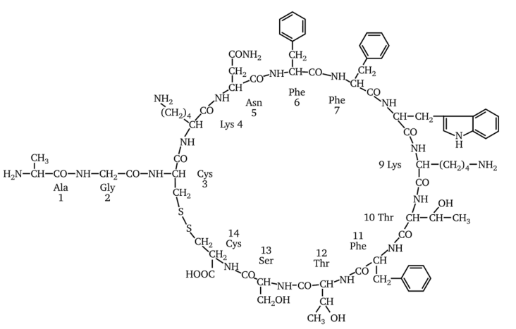 Первичная структура молекулы соматостатина (по Т. А. Егоровой и др., 2003).