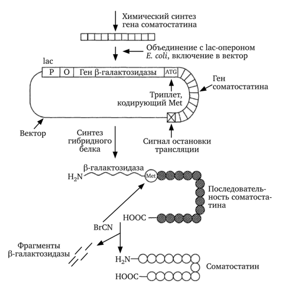 Схема получения соматостатина с использованием генно-инженерных методов (по А. С. Коничеву и Г. А. Севастьяновой, 2003).