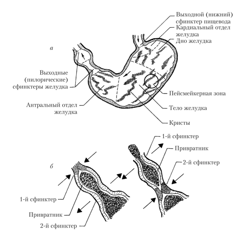 Основные структурные и функциональные области желудка (а) и схема работы его выходных сфинктеров (б).
