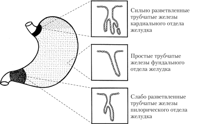 Расположение разных типов трубчатых желез в отделах желудка.