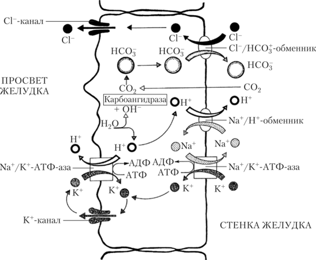 Механизм секреции компонентов соляной кислоты (HCl) париетальными клетками желез желудка.