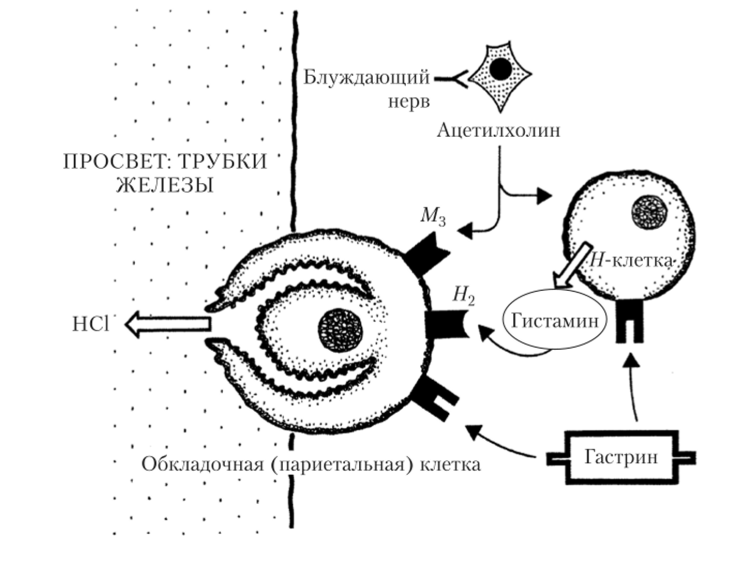 Механизм влияния гастрина и активности парасимпатического отдела ВНС на секрецию соляной кислоты (НС1) париетальными клетками трубчатых желез стенки желудка.