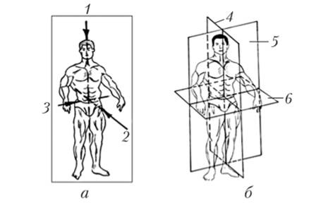 Оси вращения (а) и плоскости движений частей тела в пространстве (б).