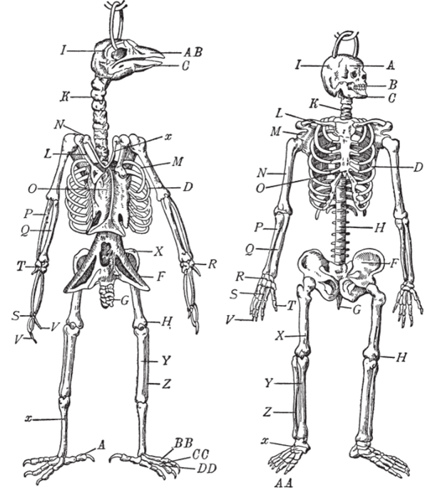 Скелет птицы. Рис. 4. Скелет человека.