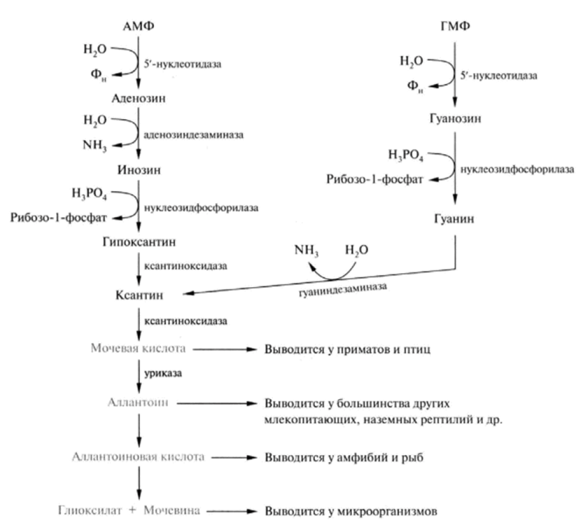 Схема расщепления пуриновых нуклеотидов сопровождается образованием высокотоксичного супероксид-радикала 0детоксикация которого происходит с помощью супероксиддисмутазы.