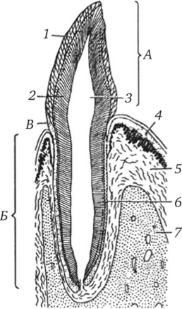 Схематическое строение зуба (по Элленбергеру).