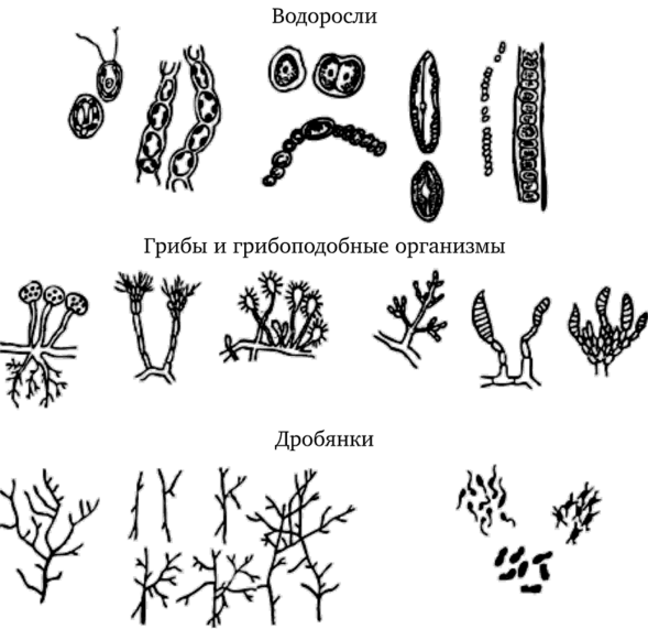 Почвенные микроорганизмы [16].