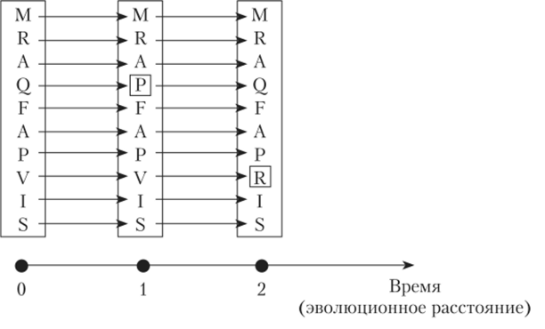 Эволюционная модель Дейхофф, использовавшаяся при создании.