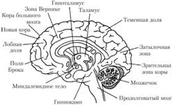 Схема человеческого мозга с обозначением основных структур и зон.