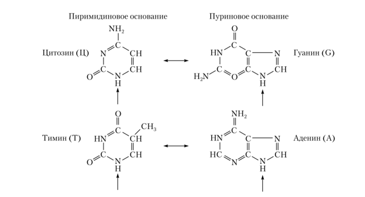Схема структур оснований нуклеотидов.
