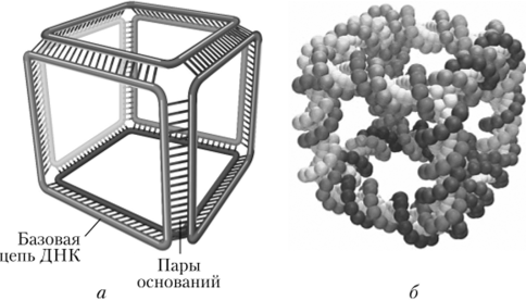 Формирование куба из шести петель ДНК.