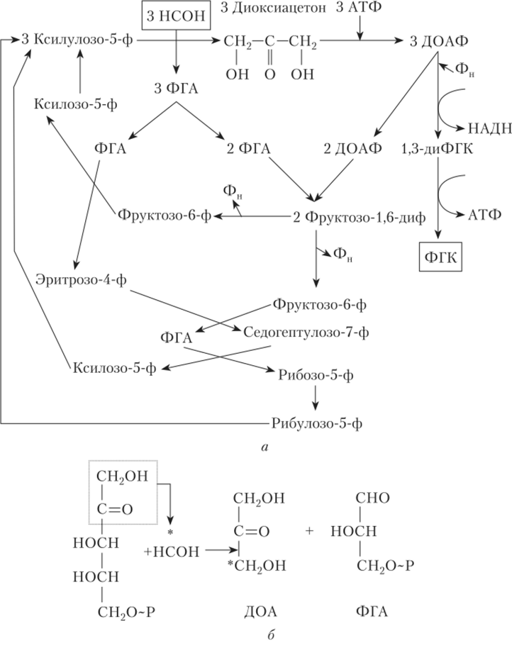Диоксиацетоновый (ДОА-) цикл ассимиляции формальдегида у метилотрофных дрожжей.