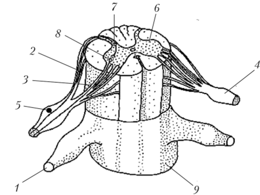 Объемное изображение двух сегментов спинного мозга.
