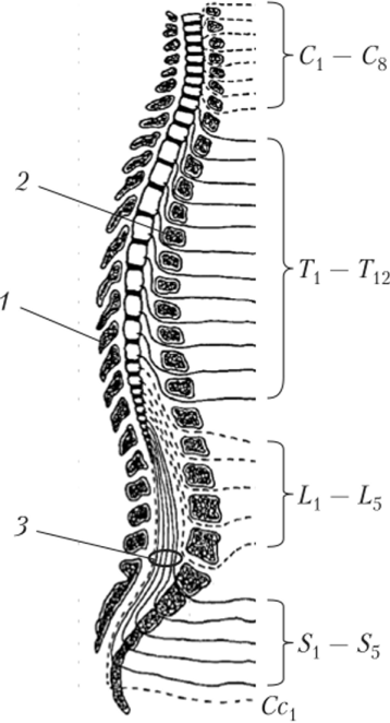 Схема расположения спинного мозга (разделен на сегменты).