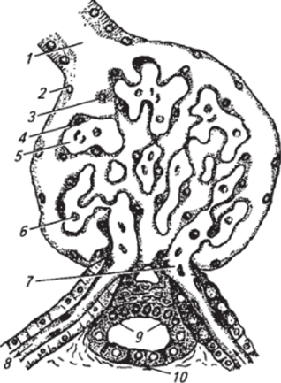 Схема строения почечного тельца, плотного пятна и юкстагломерулярных.