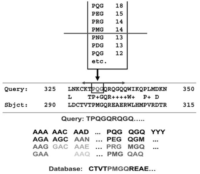 Поиск первичного соответствия триплетов аминокислот в исследуемой последовательности (Query) и последовательности из базы.