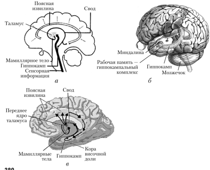 Участки головного мозга, связанные с памятью.