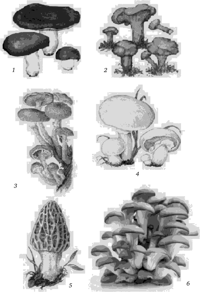 Съедобные грибы.