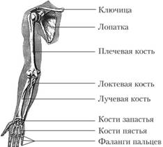 Скелет верхней конечности.