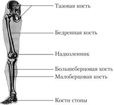 Скелет тазового пояса и нижней конечности.