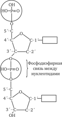 Схема соединения нуклеотидов в полинуклеотидную цепь.