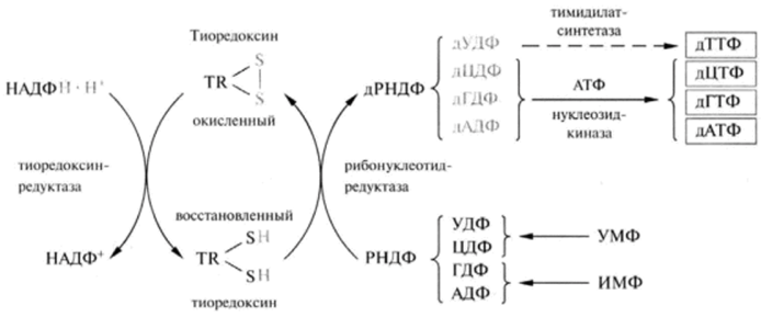 Схема биосинтеза лезоксирибонуклеотидов.