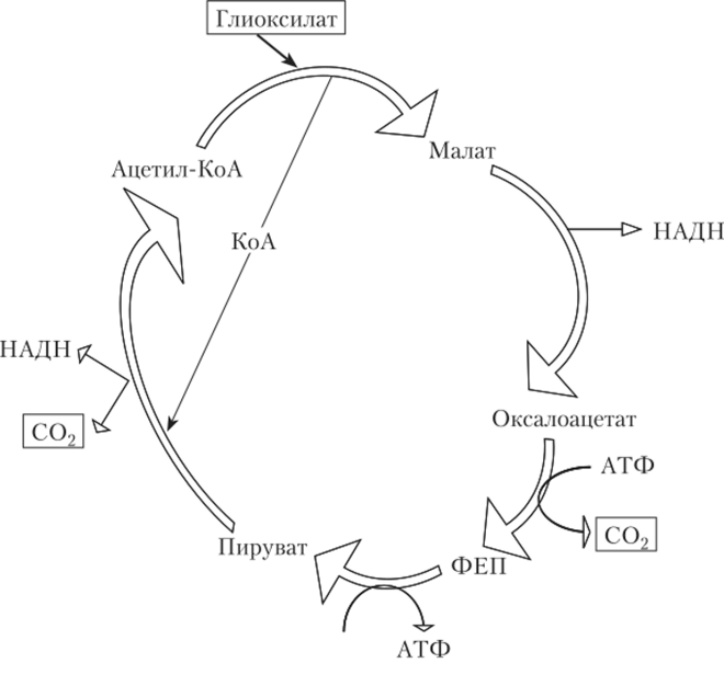 Цикл дикарбоновых кислот у Е. coli.