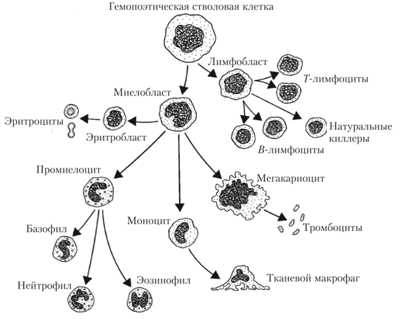 Схема образования форменных элементов крови из стволовой гемопоэтической клетки.