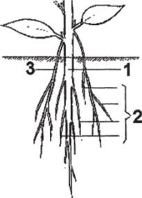 Типы корней в корневых системах.