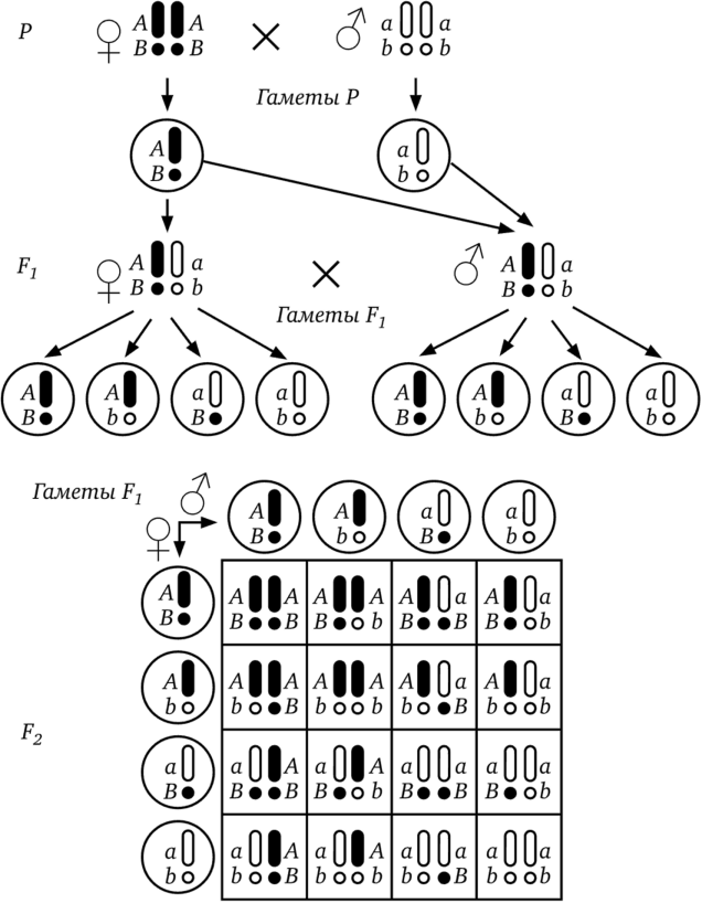 Схема, иллюстрирующая поведение гомологичных и негомологичных хромосом при дигибридном скрещивании. Обозначения факторов те же, что и на Рис. 15 (по М. Е. Лобашеву.