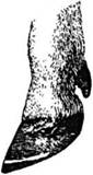 Остроугольное копытце (белой линией показан чрезмерно отросший рог копытцевой стенки).