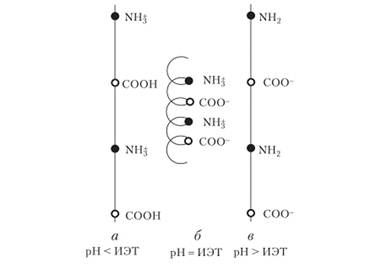 Схема строения участка полипептидиой цепи при различных значениях pH.