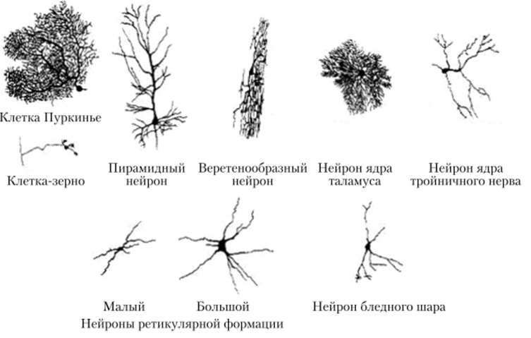 Разнообразие нейронов головного мозга.