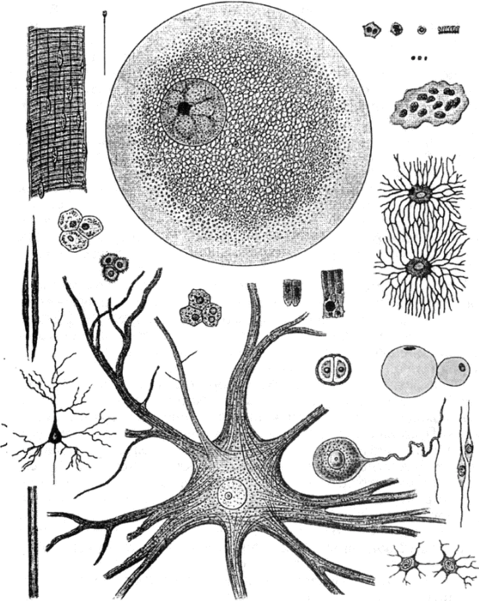 Многообразие форм и типов клеток и неклегочных структур.