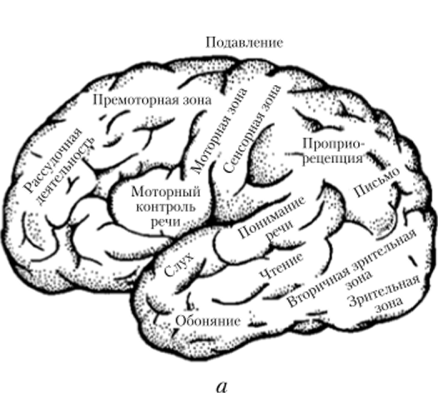 Функциональные зоны коры полушарий конечного мозга.