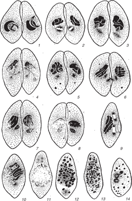 Конъюгация Paramecium caudatum.