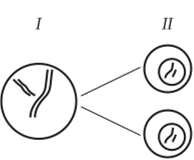 Схема второго (эквационного) деления мейоза.