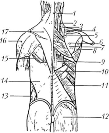 Мышцы спины и задней области шеи, поверхностный слой.