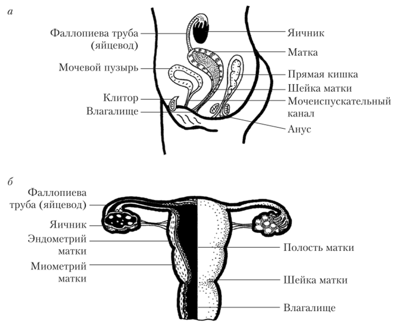 Основные элементы строения наружных (а) и внутренних (б) женских половых органов.
