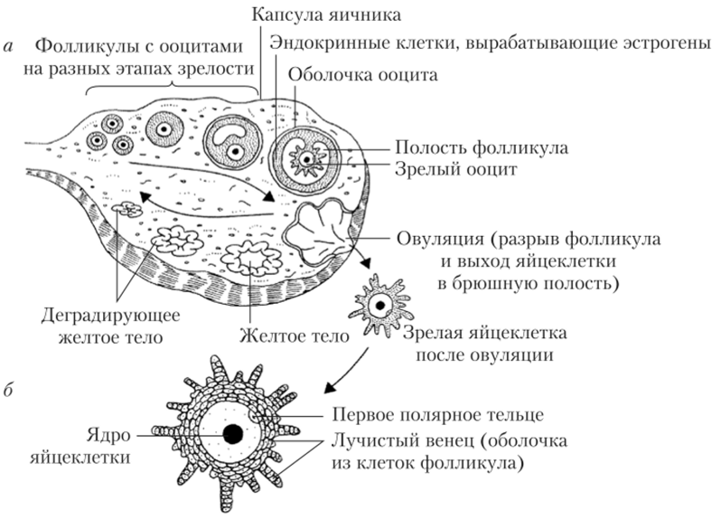 Процесс созревания яйцеклетки в яичнике (а) и строение зрелой яйцеклетки (б).