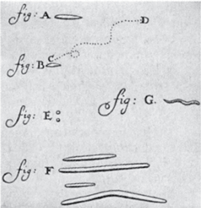 Первые рисунки бактерий из налета зубов людей, посланнныс А. ван Левенгуком, 17 сентября 1683 г. в письме № 39 в Лондонское королевское общество.