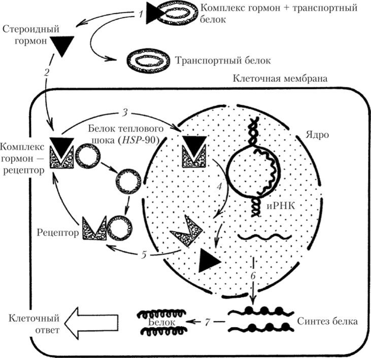 Схема механизма реализации эффектов стероидных гормонов.
