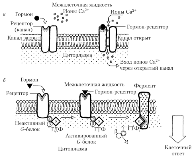 Схема работы гормональных рецепторов.