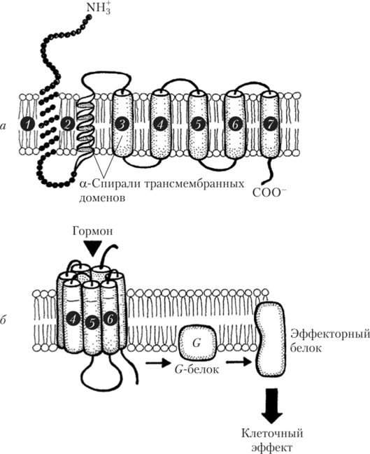 Строение трансмембранных доменов рецепторов (1—7), сопряженных с G-белками (а), и последовательность событий при его гормональной активации (б).