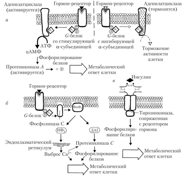 Различные типы метаботропных рецепторов.