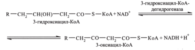 Четвертая стадия - тиолазная реакция. В ходе тиолазной реакции происходит расщепление 3-оксиацил-КоА с образованием укороченной на два углеродных атома молекулы ацил-КоА и ацильного 2-углеродного фрагмента СН3—СО-, связанного в ацетил-КоА (реакция катализируется ацетил-КоА-ацилтрансферазой):